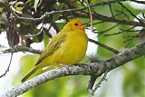 Saffron Finch